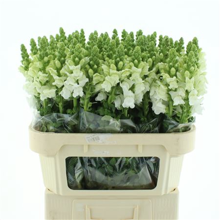 <h4>Antir Poto Ivory Wh</h4>