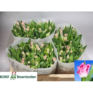 TU CO CROWN  DYNASTY