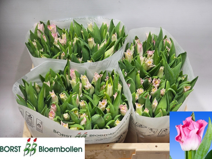 <h4>TU CO CROWN  DYNASTY</h4>