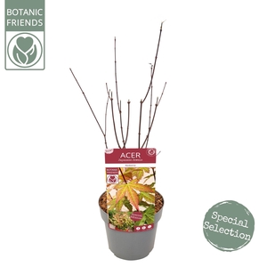 Acer palmatum Redwine