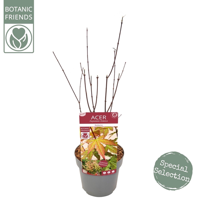<h4>Acer palmatum Redwine</h4>