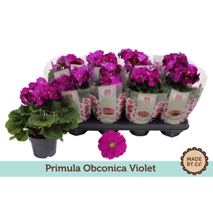Primula Obconica Violet