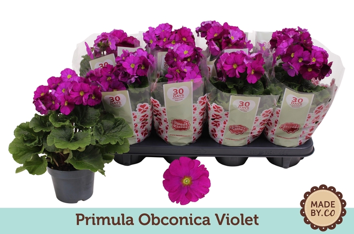 <h4>Primula Obconica Violet</h4>