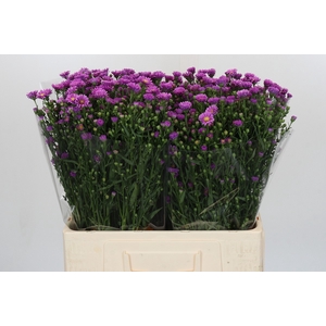 Aster Casarosa