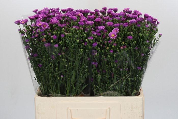 <h4>Aster Casarosa</h4>