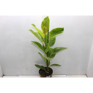 FICUS ALTISSIMA P17