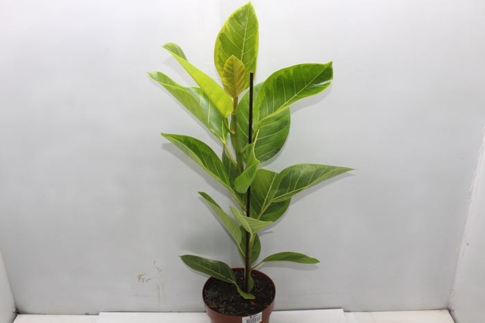 <h4>FICUS ALTISSIMA P17</h4>