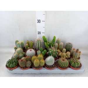 Cactus   ...mix
