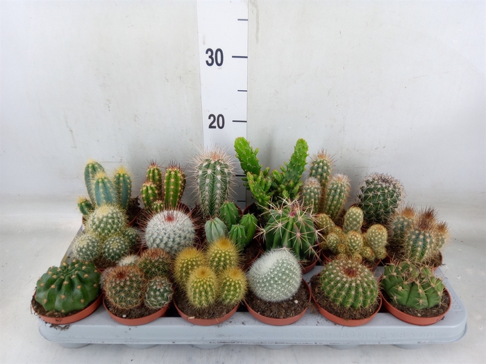 <h4>Cactus   ...mix</h4>