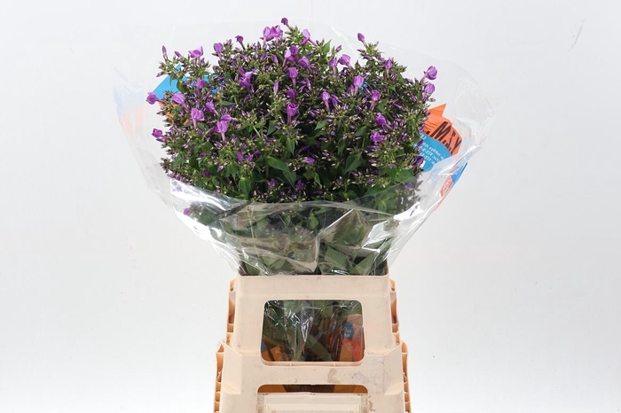 <h4>Phlox P Sky Eyes</h4>