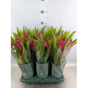 Guzmania  'Deseo Pink'