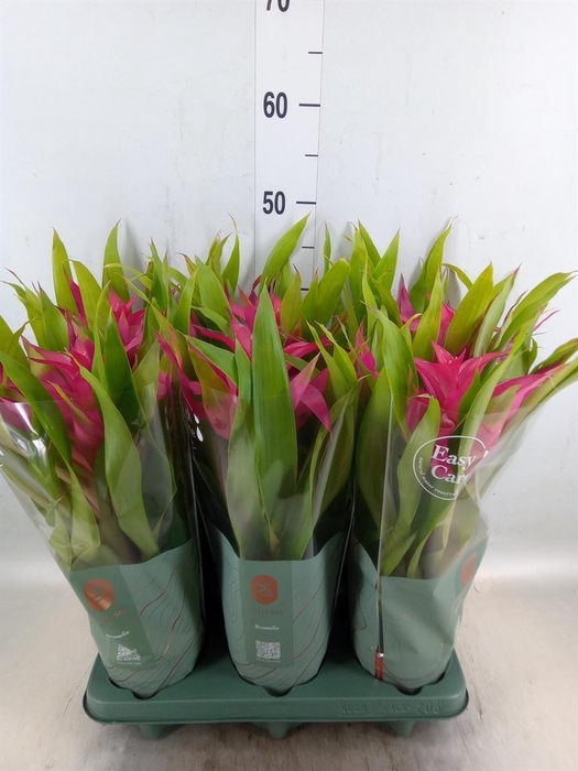 <h4>Guzmania  'Deseo Pink'</h4>