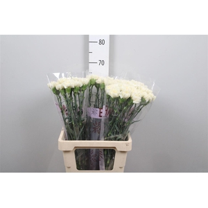 Di St White Liberty (creme)