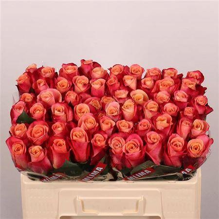 <h4>R Gr Helene</h4>