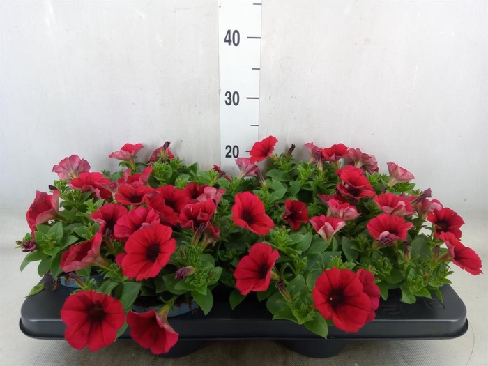 <h4>Petunia ...</h4>