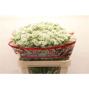 Gyps Pa Millio Daisy