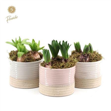 <h4>Hyacinth Mix 3622 Sandy 3pp</h4>