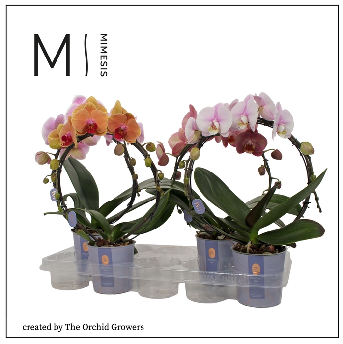 <h4>Phalaenopsis   ...mix</h4>