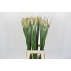 Nerine Berenice