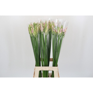 Nerine Berenice