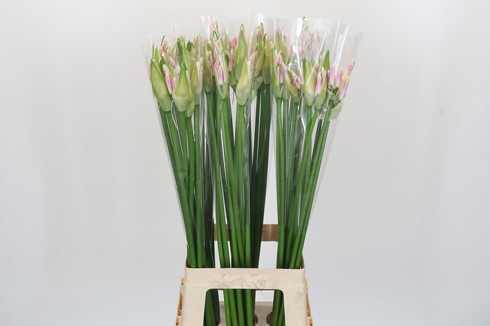 <h4>Nerine Berenice</h4>