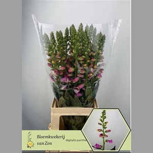 Digi Purpurea Rose