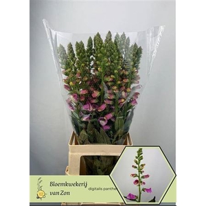 Digi Purpurea Rose