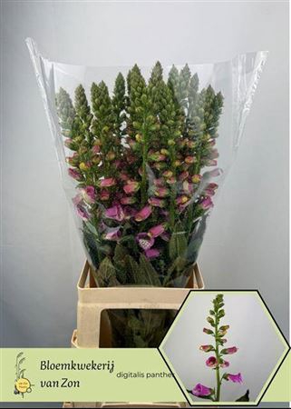 <h4>Digi Purpurea Rose</h4>