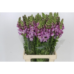 Antirrhinum Potomac Lavender