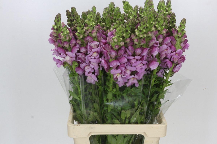 <h4>Antirrhinum Potomac Lavender</h4>