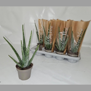 ALOE VERA