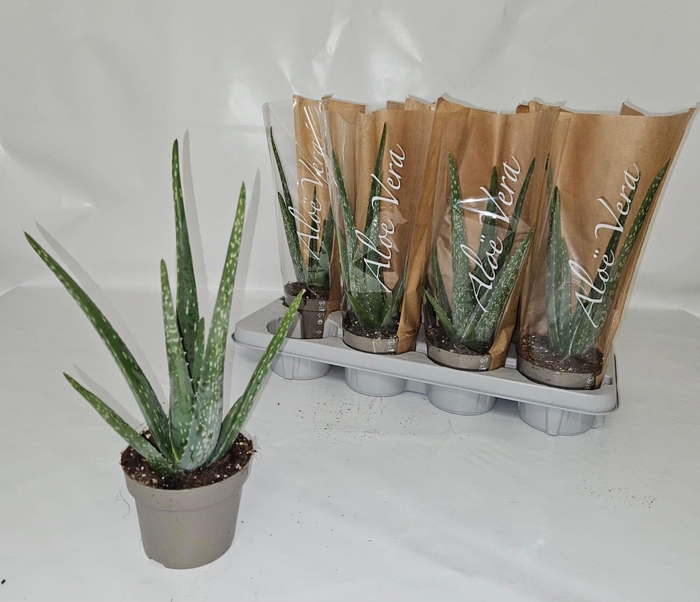 <h4>ALOE VERA</h4>