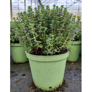 Thymus vulgaris