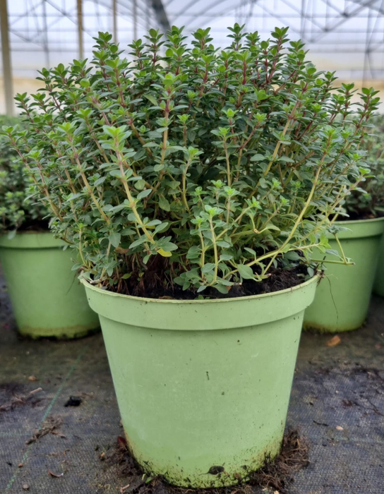 <h4>Thymus vulgaris</h4>