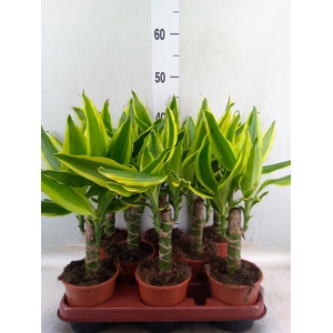Dracaena frag. 'Golden King'