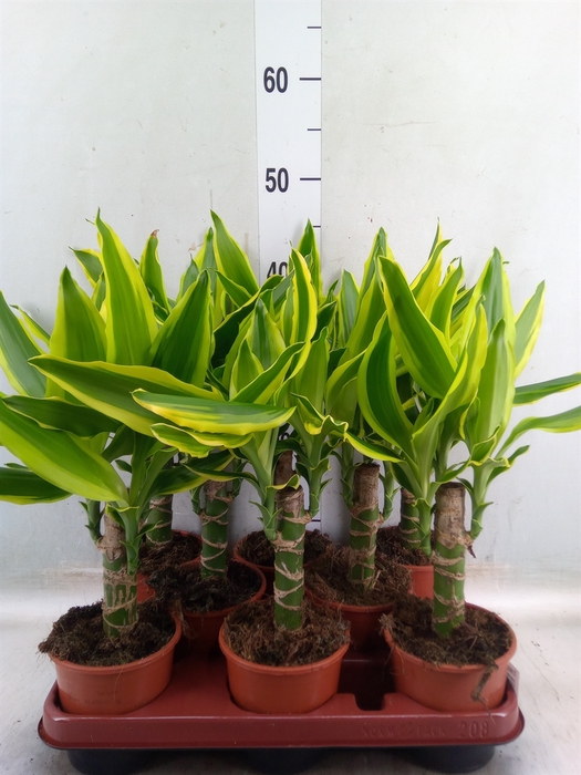 <h4>Dracaena frag. 'Golden King'</h4>