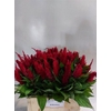 Celosia Pl. Century Rood