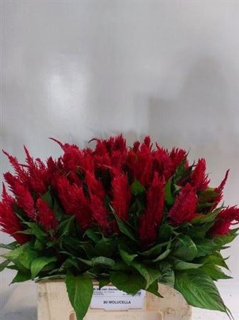 <h4>Celosia Pl. Century Rood</h4>