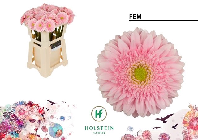 <h4>Gerbera Fem</h4>