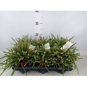 Rhipsalis baccifera subsp. horrida