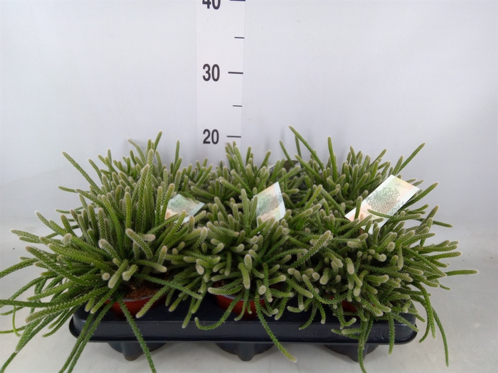 <h4>Rhipsalis baccifera subsp. horrida</h4>