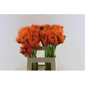 Scad M King O Orange