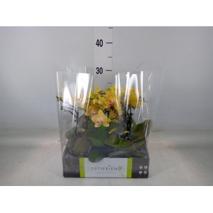 Phalaenopsis multi.   ...yellow