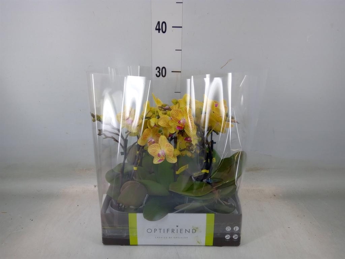 <h4>Phalaenopsis multi. ...yellow</h4>
