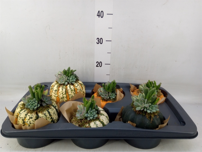 <h4>Arr.   Sierfruit L%</h4>