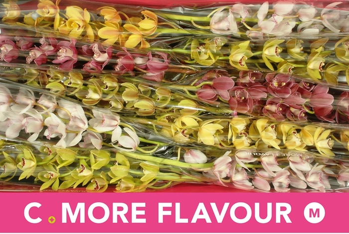 <h4>CYMB MI GEM</h4>