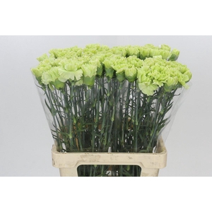 Dianthus St Goblin