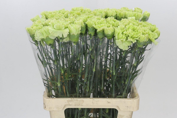 <h4>Dianthus St Goblin</h4>