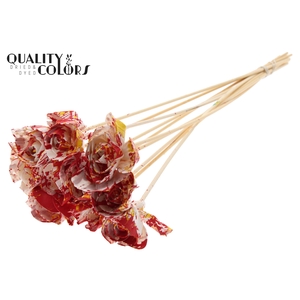 Shola Dear Holly 6cm on stem Multicolour Red/Yellow