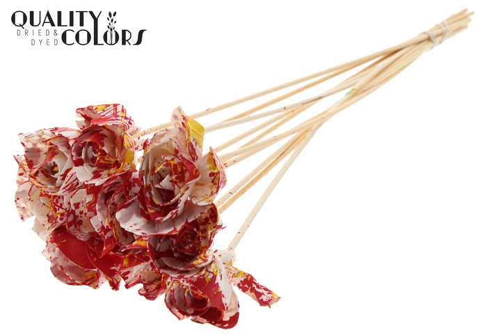 Shola Dear Holly 6cm on stem Multicolour Red/Yellow